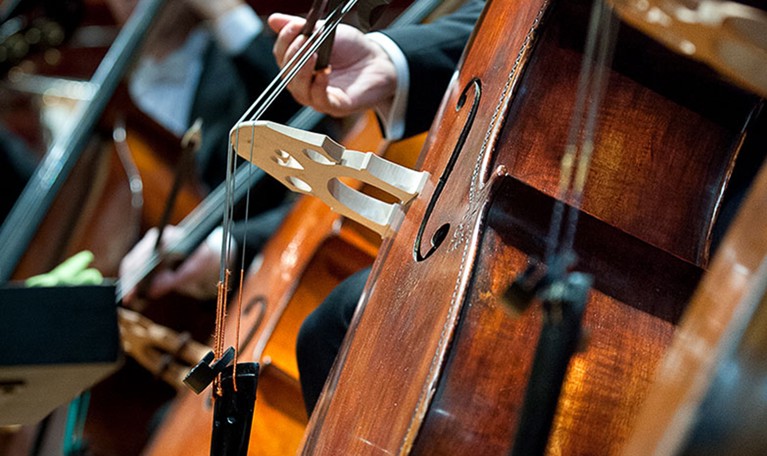 Kontrabas. Fotografi.